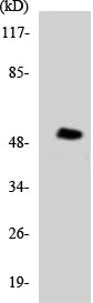 Western blot - Anti-NUSAP antibody (AB137230)