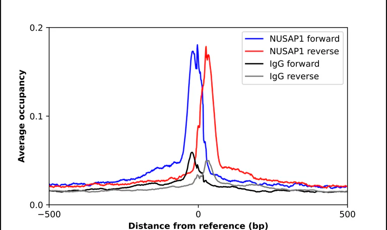 ChIP - Anti-NUSAP1 Antibody (AB327280)