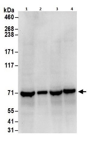 Western blot - Anti-NXF1 antibody (AB264341), expandable thumbnail