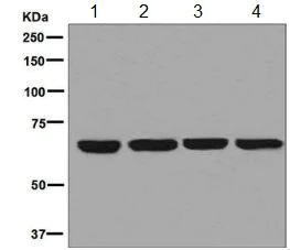 Western blot - Anti-NXF1 antibody [EPR8009] (AB129160)