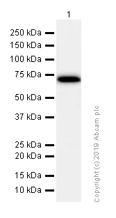 Western blot - Anti-NXF1 antibody [EPR8009] (AB129160)