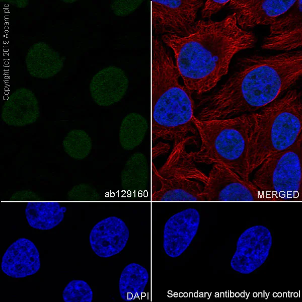 Immunocytochemistry/ Immunofluorescence - Anti-NXF1 antibody [EPR8009] - BSA and Azide free (AB248319)