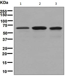 Western blot - Anti-NXF1 antibody [EPR8010] (AB129171)