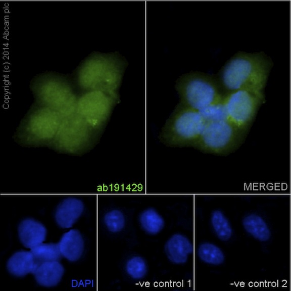 Immunocytochemistry/ Immunofluorescence - Anti-NXN/NRX antibody [EPR15177] (AB191429), expandable thumbnail