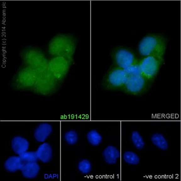 Immunocytochemistry/ Immunofluorescence - Anti-NXN/NRX antibody [EPR15177] (AB191429)