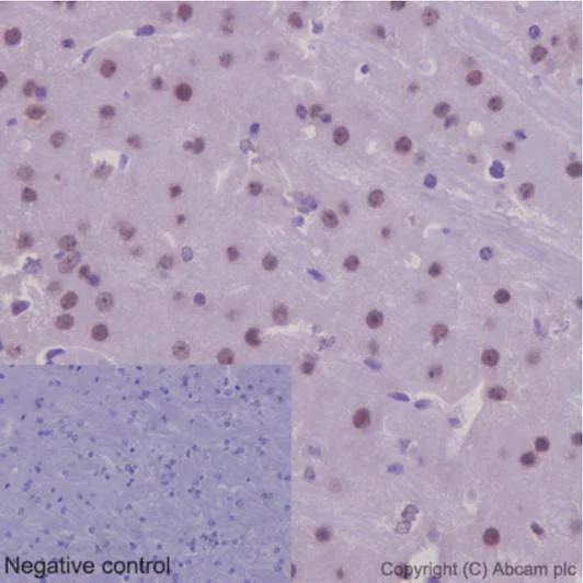 Immunohistochemistry (Formalin/PFA-fixed paraffin-embedded sections) - Anti-NXN/NRX antibody [EPR15177] (AB191429)