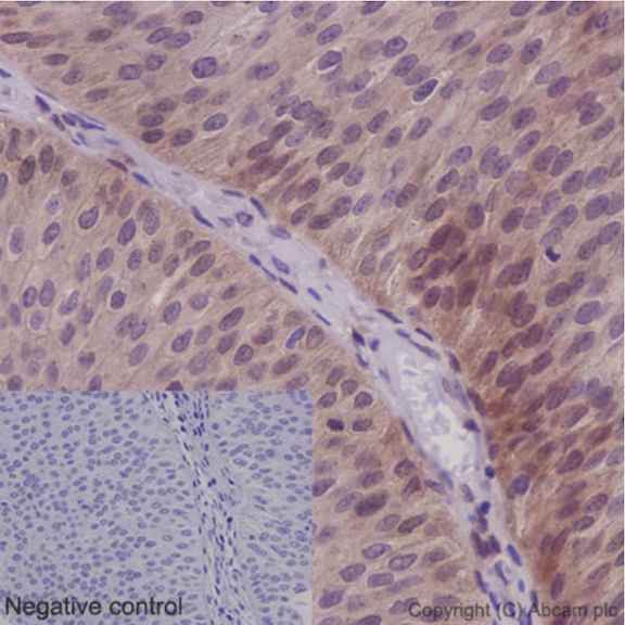 Immunohistochemistry (Formalin/PFA-fixed paraffin-embedded sections) - Anti-NXN/NRX antibody [EPR15177] (AB191429), expandable thumbnail