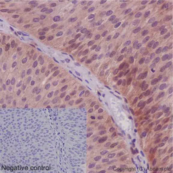 Immunohistochemistry (Formalin/PFA-fixed paraffin-embedded sections) - Anti-NXN/NRX antibody [EPR15177] (AB191429)