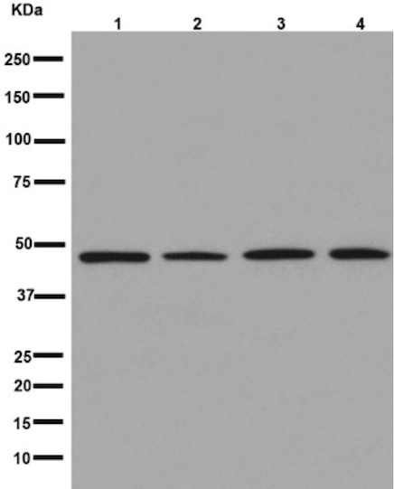 Western blot - Anti-NXN/NRX antibody [EPR15177] (AB191429), expandable thumbnail