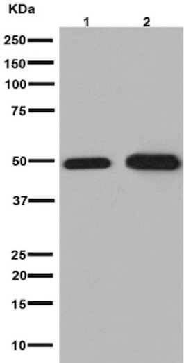 Western blot - Anti-NXN/NRX antibody [EPR15177] (AB191429), expandable thumbnail