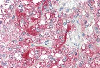 Immunohistochemistry (Formalin/PFA-fixed paraffin-embedded sections) - Anti-NXPH1 antibody (AB167039)
