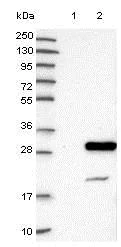Western blot - Anti-NXT2 antibody (AB121797)