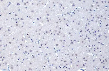 Immunohistochemistry paraffin embedded sections - Anti-O-GlcNAc transferase antibody [HL1641] (AB308178), expandable thumbnail