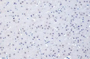 Immunohistochemistry paraffin embedded sections - Anti-O-GlcNAc transferase antibody [HL1641] (AB308178)