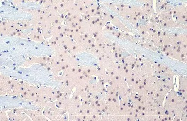 Immunohistochemistry paraffin embedded sections - Anti-O-GlcNAc transferase antibody [HL1641] (AB308178), expandable thumbnail