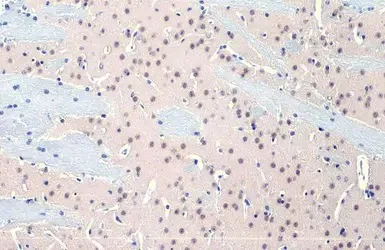 Immunohistochemistry paraffin embedded sections - Anti-O-GlcNAc transferase antibody [HL1641] (AB308178)