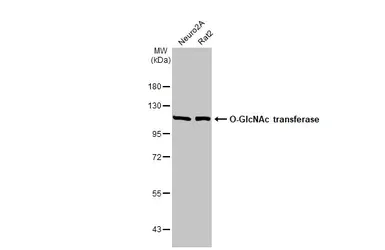 Western blot - Anti-O-GlcNAc transferase antibody [HL1641] (AB308178)