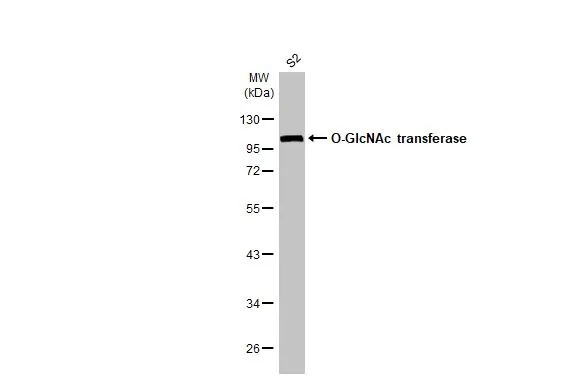 Western blot - Anti-O-GlcNAc transferase antibody [HL1641] (AB308178), expandable thumbnail