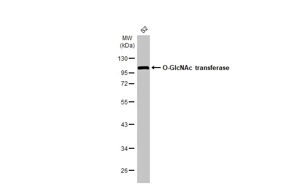 Western blot - Anti-O-GlcNAc transferase antibody [HL1641] (AB308178)