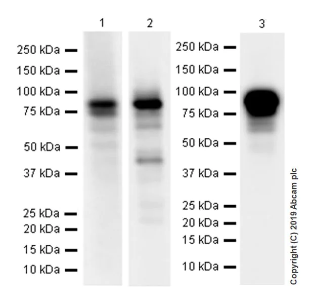 Western blot - Anti-O-Linked N-Acetylglucosamine antibody [EPR19847] (AB202665)