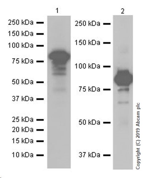 Western blot - Anti-O-Linked N-Acetylglucosamine antibody [EPR19847] (AB202665)