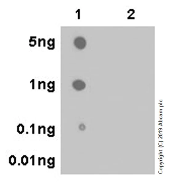 Dot Blot - Anti-O-Linked N-Acetylglucosamine antibody [EPR19847] - BSA and Azide free (AB252384)