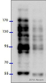 Western blot - Anti-O-Linked N-Acetylglucosamine antibody [RL2] (AB2739), expandable thumbnail