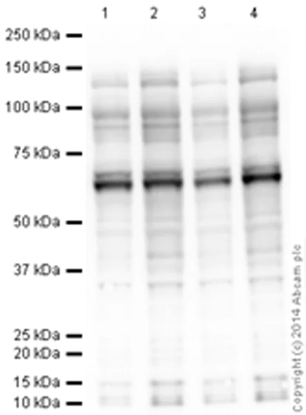 Western blot - Anti-O-Linked N-Acetylglucosamine antibody [RL2] (AB2739)