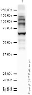 Western blot - Anti-O-Linked N-Acetylglucosamine antibody [RL2] (AB2739), expandable thumbnail