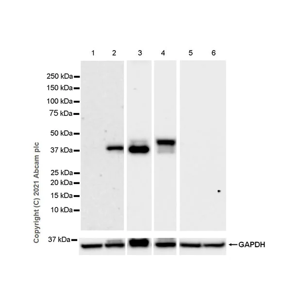 Western blot - Anti-OAS1 antibody [EPR24824-162] (AB272492)
