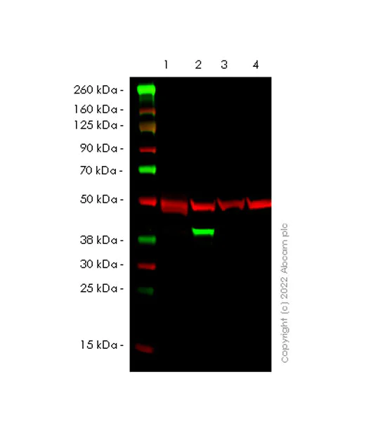 Western blot - Anti-OAS1 antibody [EPR24824-162] - BSA and Azide free (AB284864)