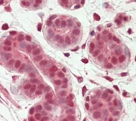 Immunohistochemistry (Formalin/PFA-fixed paraffin-embedded sections) - Anti-OAS2 antibody (AB195968)