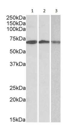 Western blot - Anti-OAS2 antibody (AB195968)