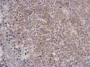 Immunohistochemistry (Formalin/PFA-fixed paraffin-embedded sections) - Anti-OAS3 antibody (AB154270), expandable thumbnail