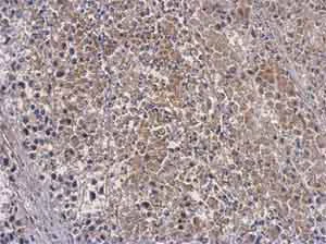 Immunohistochemistry (Formalin/PFA-fixed paraffin-embedded sections) - Anti-OAS3 antibody (AB154270)