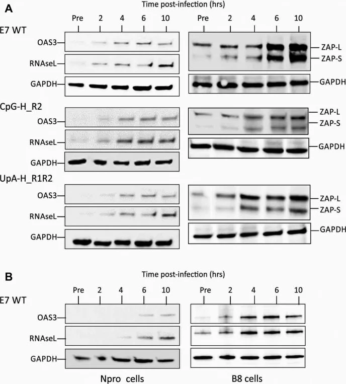 Western blot - Anti-OAS3 antibody (AB154270)