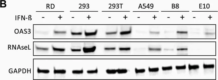 Western blot - Anti-OAS3 antibody (AB154270)