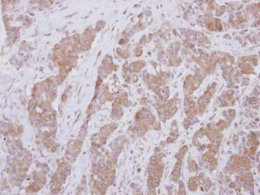 Immunohistochemistry (Formalin/PFA-fixed paraffin-embedded sections) - Anti-OASL antibody (AB229136)