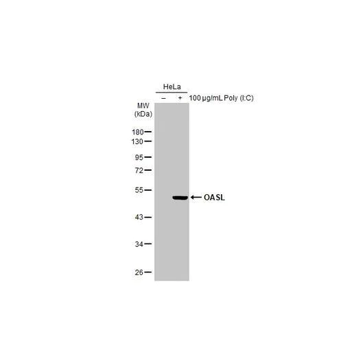 Western blot - Anti-OASL antibody [HL2399] (AB317217)
