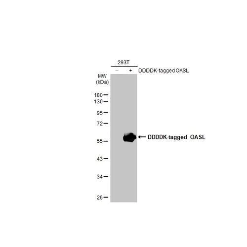 Western blot - Anti-OASL antibody [HL2399] (AB317217)