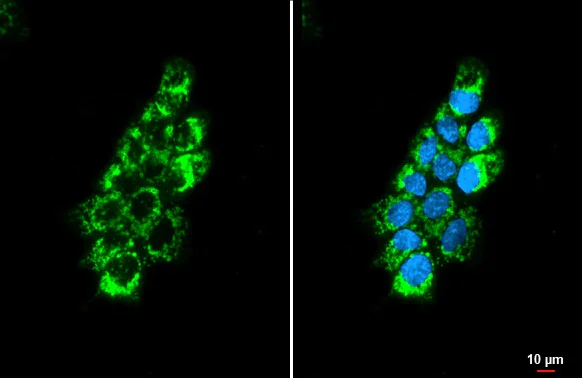 Immunocytochemistry/ Immunofluorescence - Anti-OAT antibody [HL2087] - BSA and Azide free (AB308226)