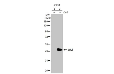 Western blot - Anti-OAT antibody [HL2087] - BSA and Azide free (AB308226)