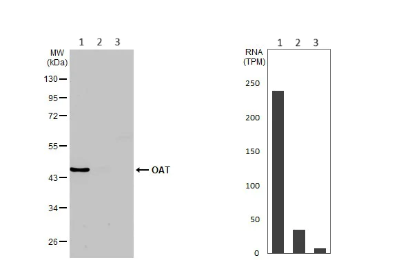Western blot - Anti-OAT antibody [HL2087] - BSA and Azide free (AB308226)