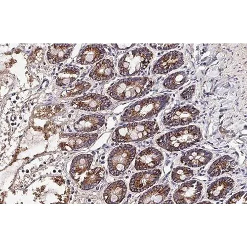 Immunohistochemistry (Formalin/PFA-fixed paraffin-embedded sections) - Anti-OAT antibody [HL2088] (AB317132)