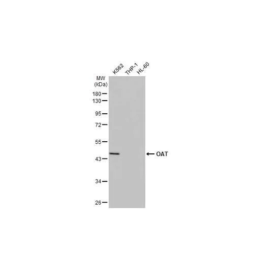 Western blot - Anti-OAT antibody [HL2088] (AB317132)