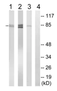 Western blot - Anti-OATP1A2 antibody (AB110392)