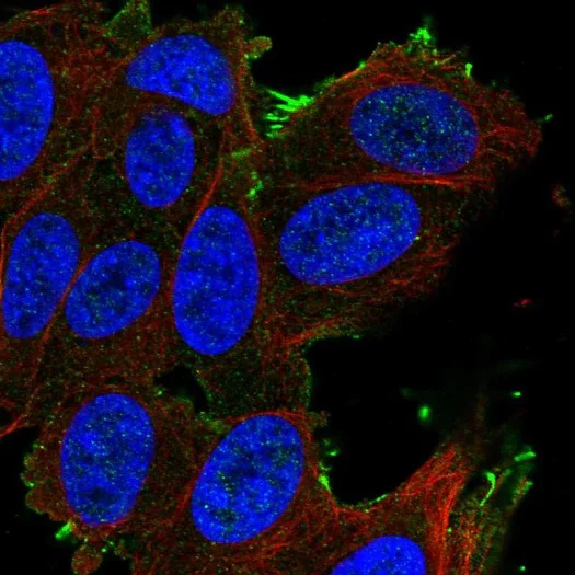 Immunocytochemistry/ Immunofluorescence - Anti-OATP1A2 antibody (AB221804)
