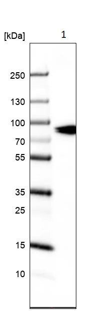 Western blot - Anti-OATP1A2 antibody (AB221804)