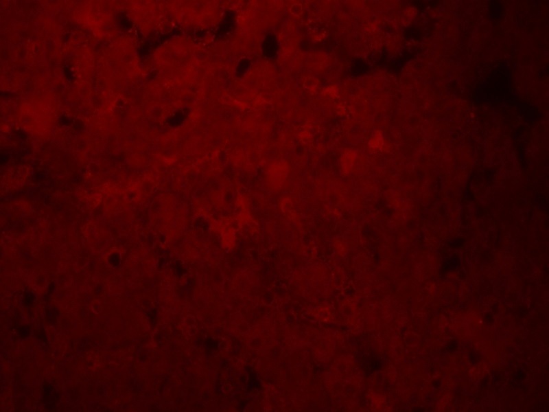 Immunocytochemistry - Anti-OATP1B1 antibody (AB254575)