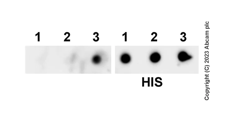Dot Blot - Anti-OATP1B1 antibody [EPR27070-49] - BSA and Azide free (AB312839)